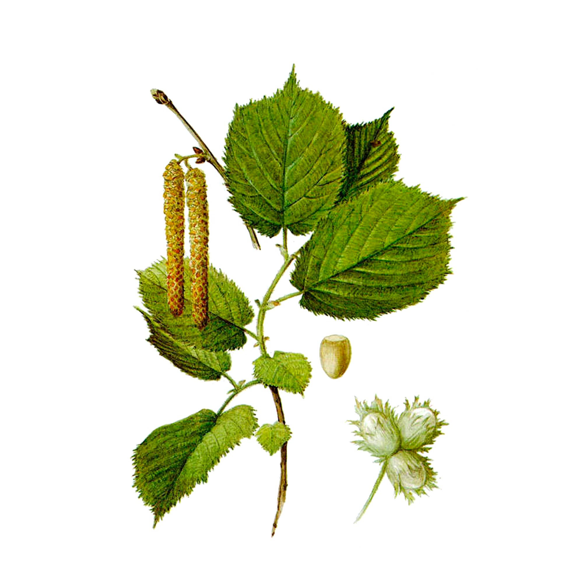 Лещины (Corylus avellana L.) листьев экстракт LE, пакет крафт с zip-lock, 100 г